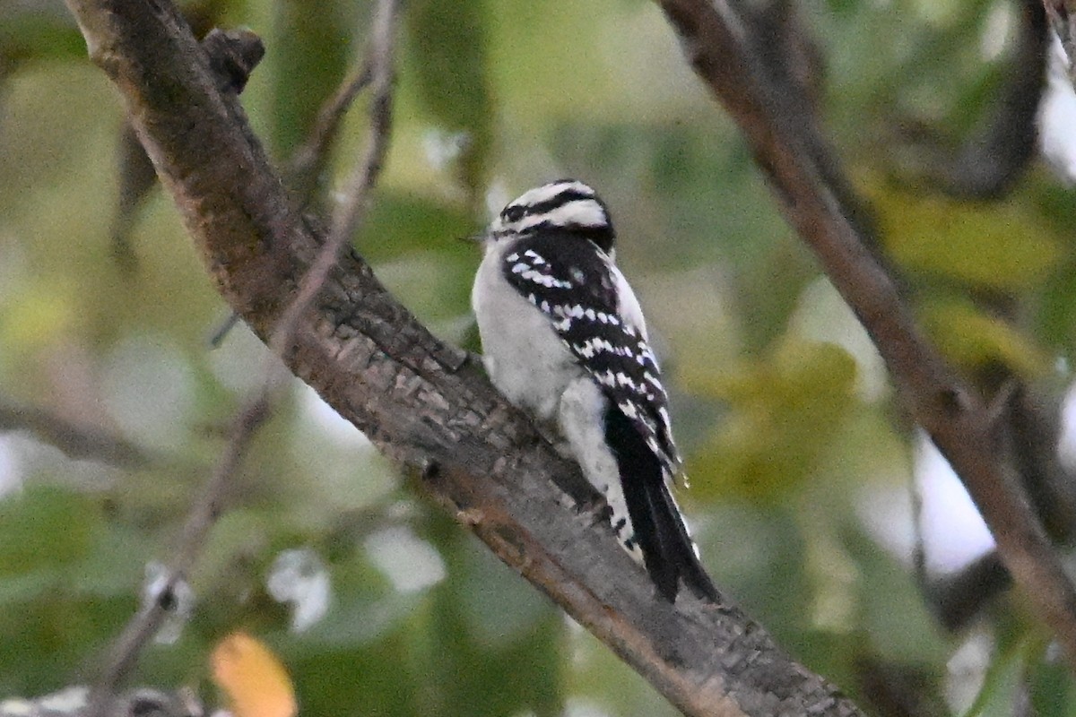 Downy Woodpecker - ML643014810