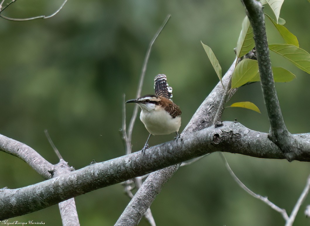 Rufous-backed Wren - ML643014811