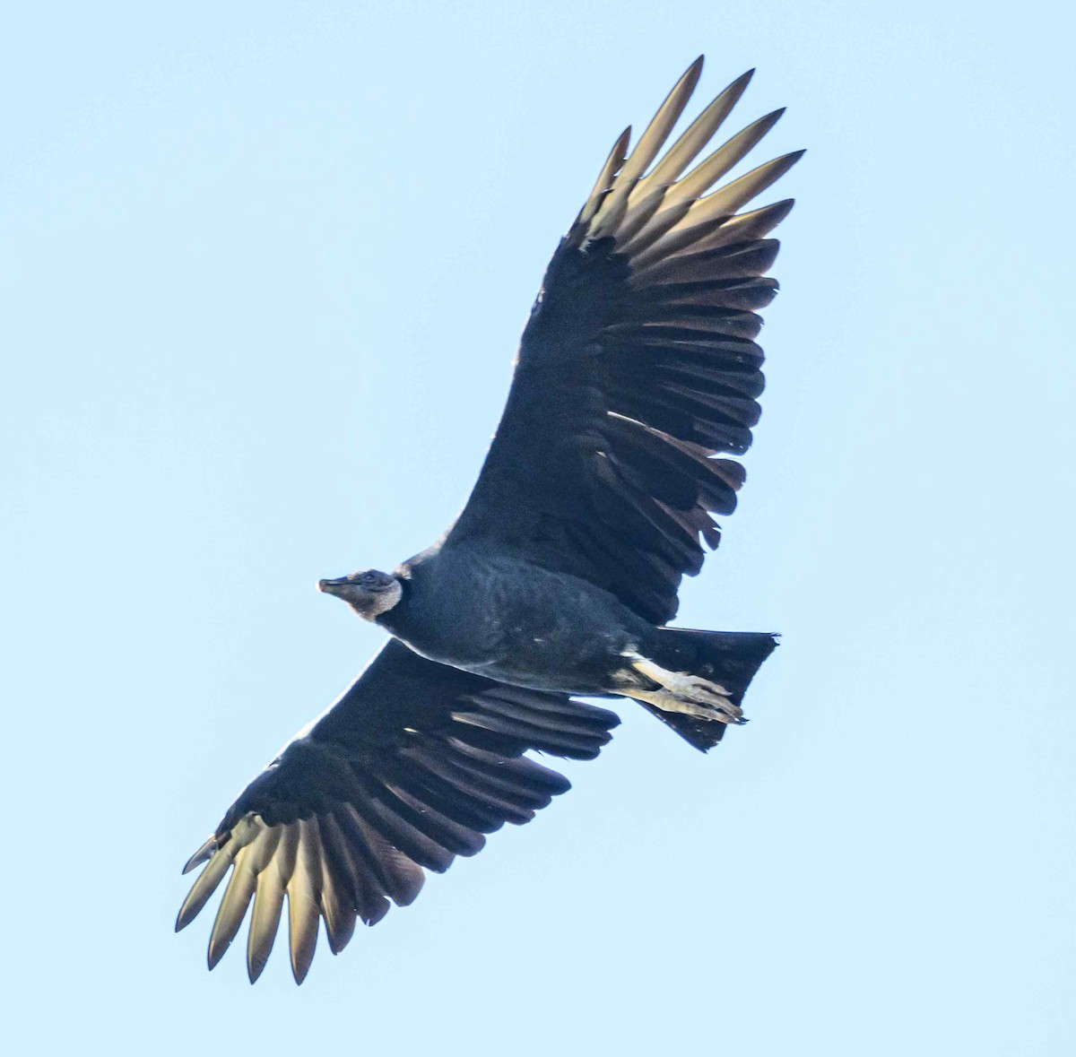 Black Vulture - ML643014812