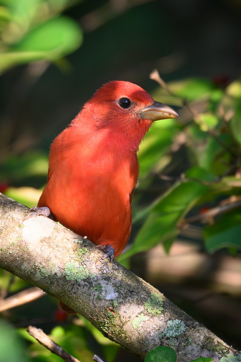 Summer Tanager - ML643014813