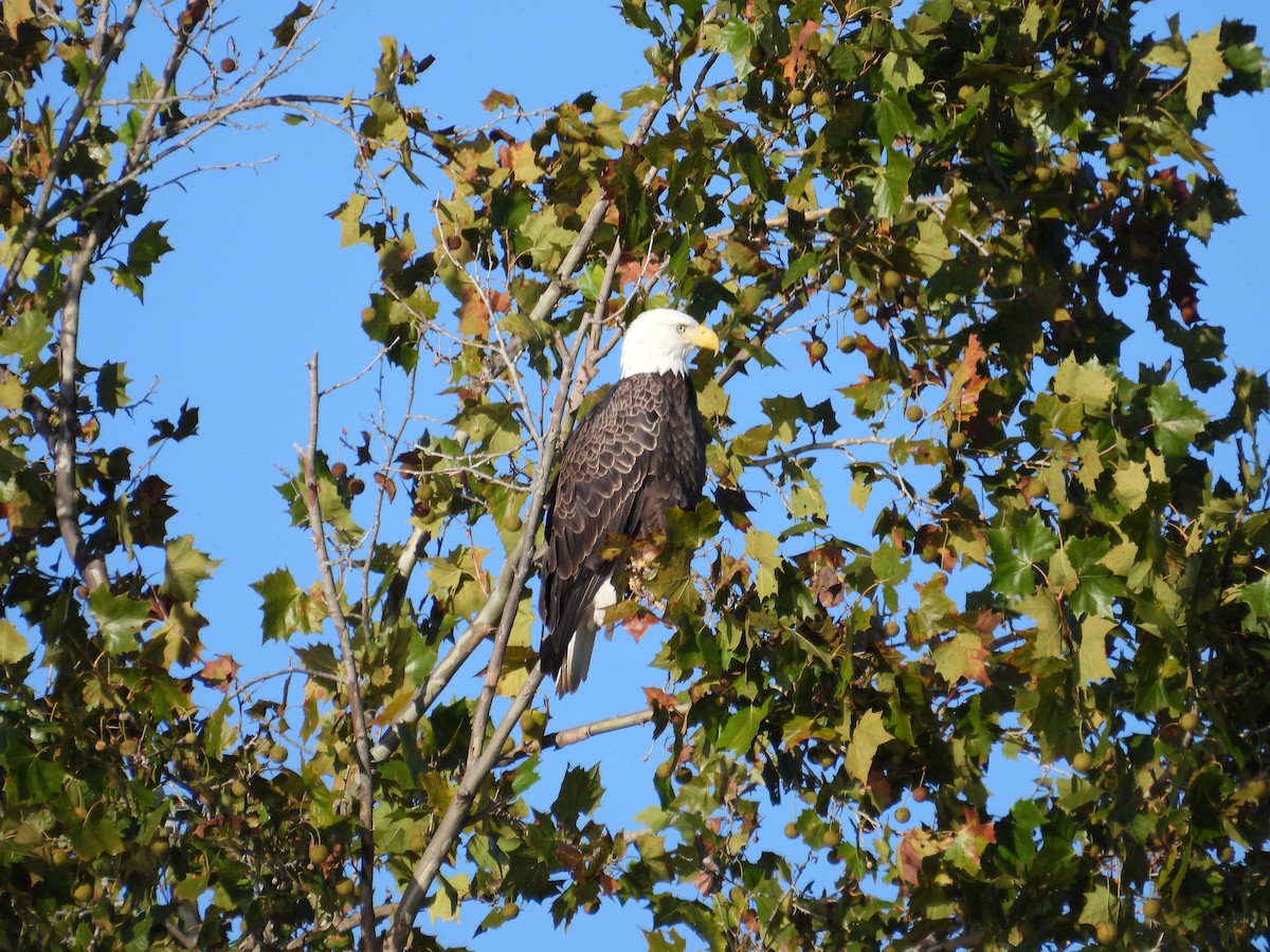 Bald Eagle - ML643014815