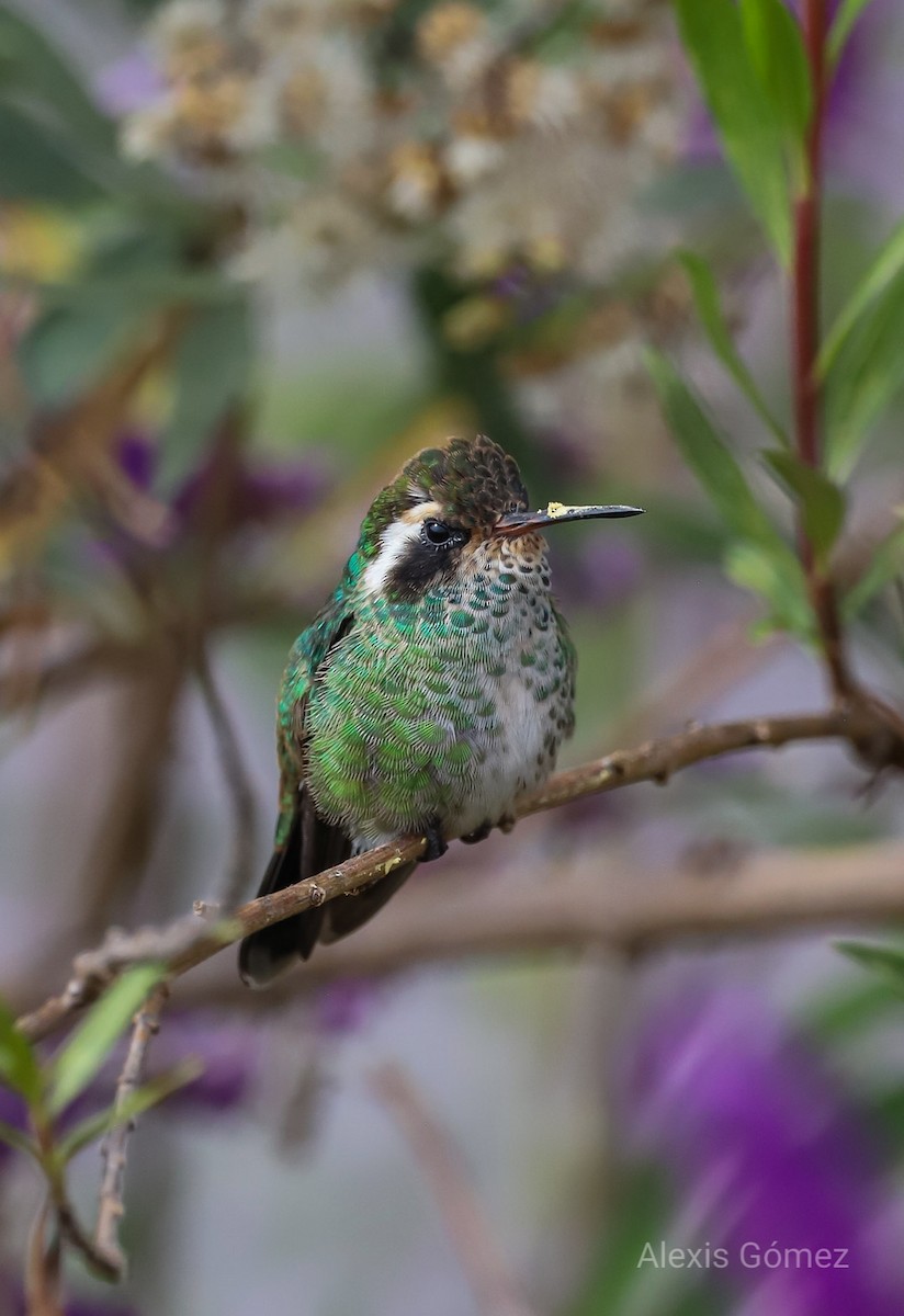 ミミジロサファイアハチドリ - ML643014821