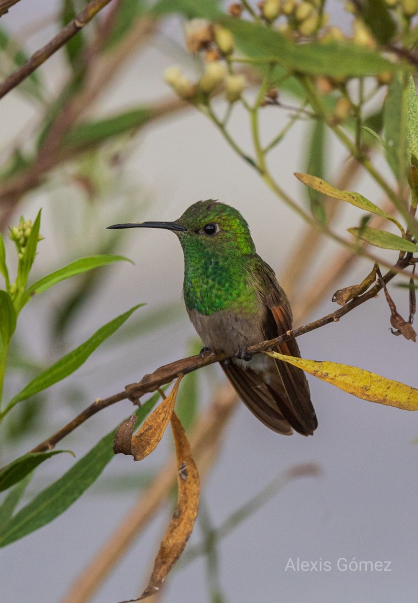 コウゲンエメラルドハチドリ - ML643014833