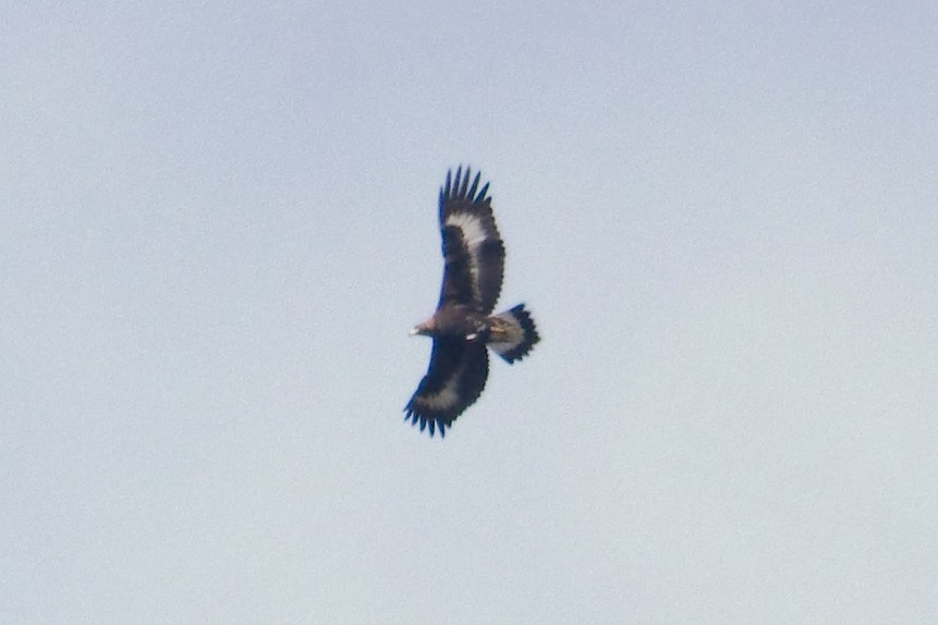 Golden Eagle - ML643014835