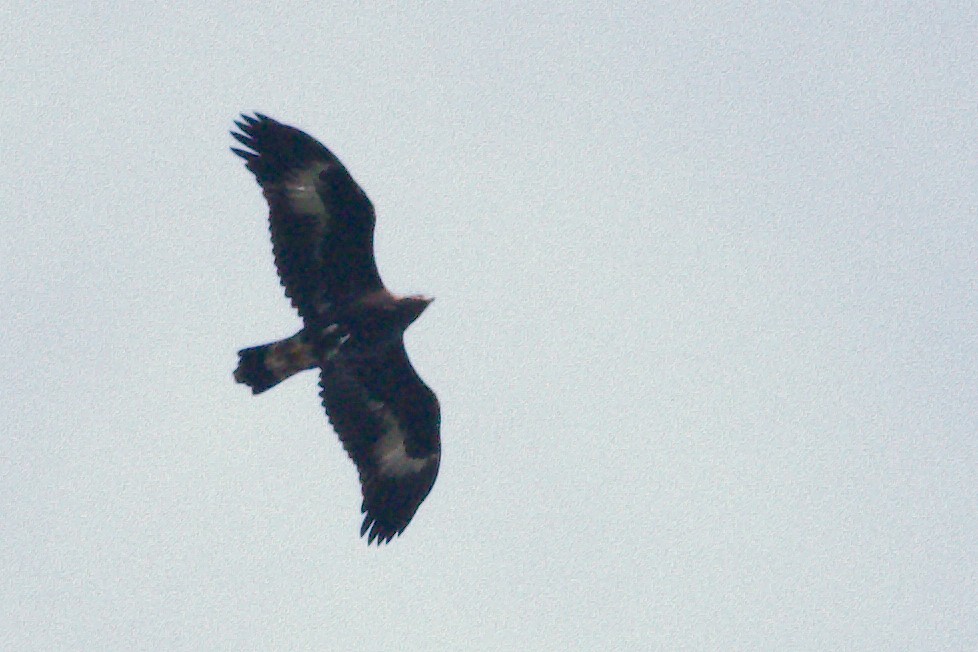 Golden Eagle - ML643014837