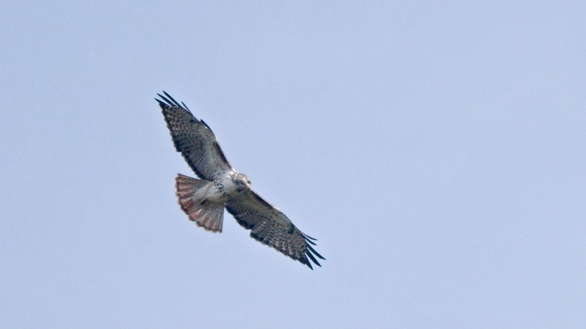 Red-tailed Hawk (Harlan's) - ML643014854