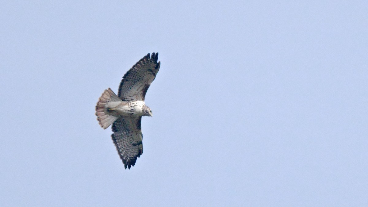 Red-tailed Hawk (Harlan's) - ML643014855