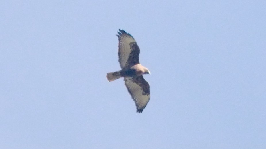 Red-tailed Hawk - ML643014859