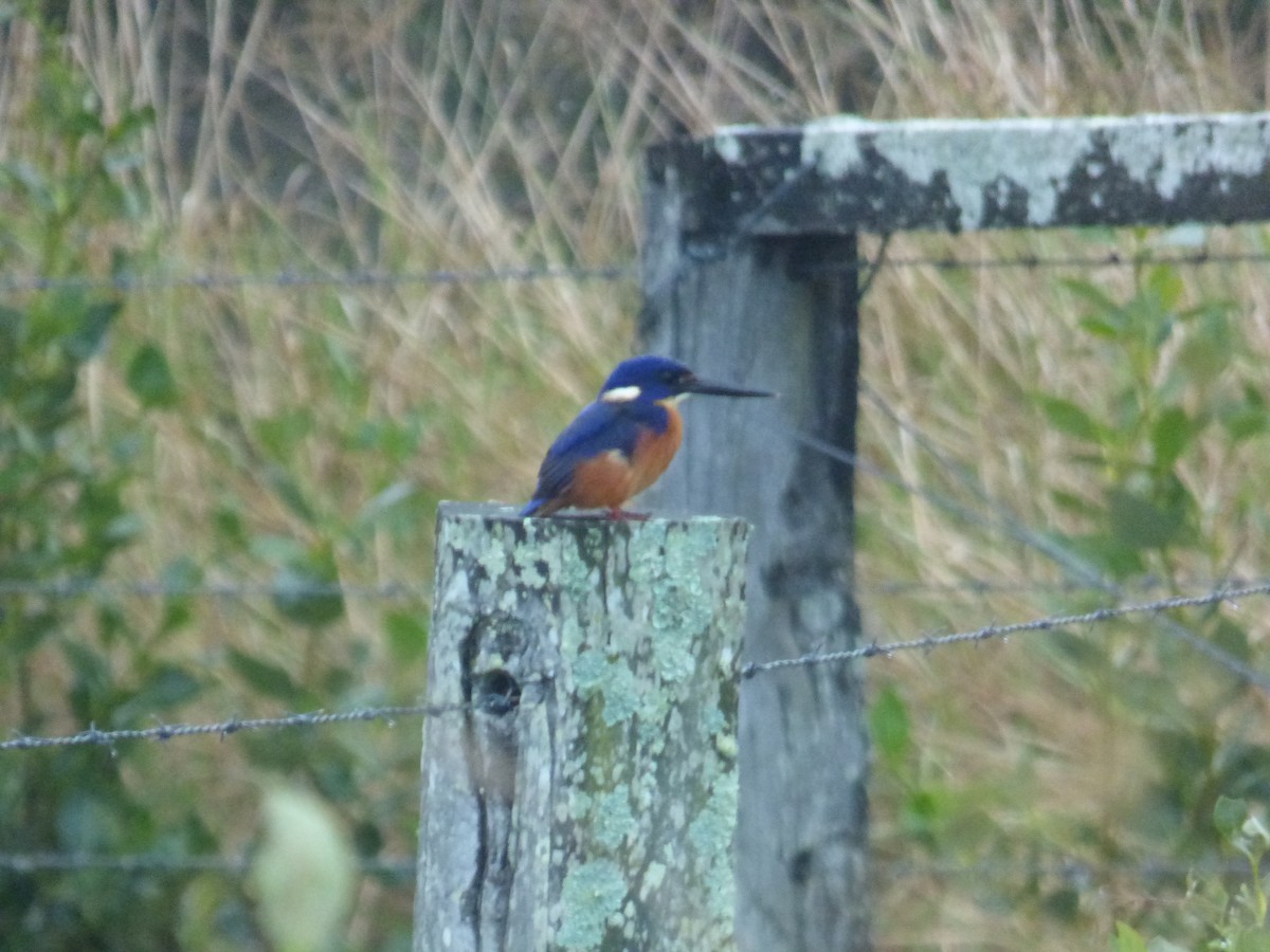 Azure Kingfisher - ML643014863