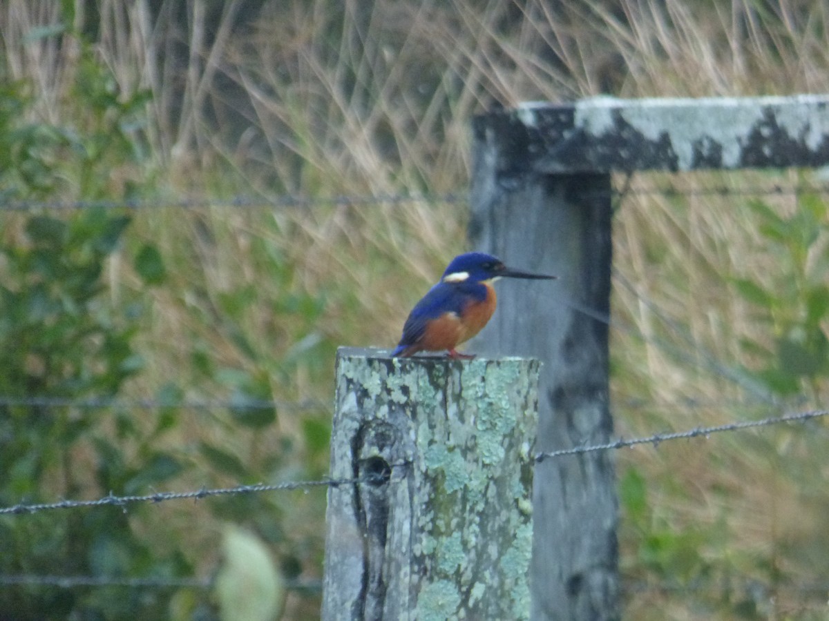 Azure Kingfisher - ML643014865