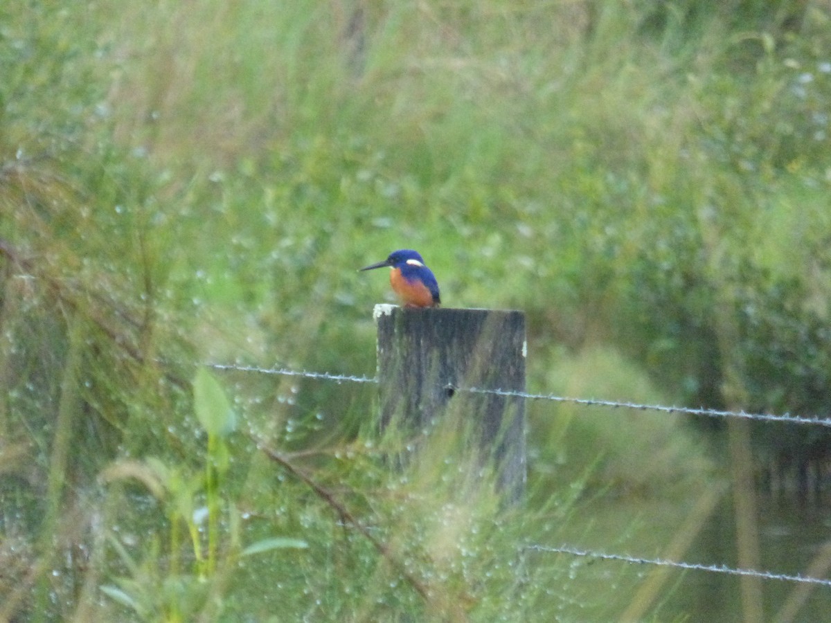 Azure Kingfisher - ML643014868