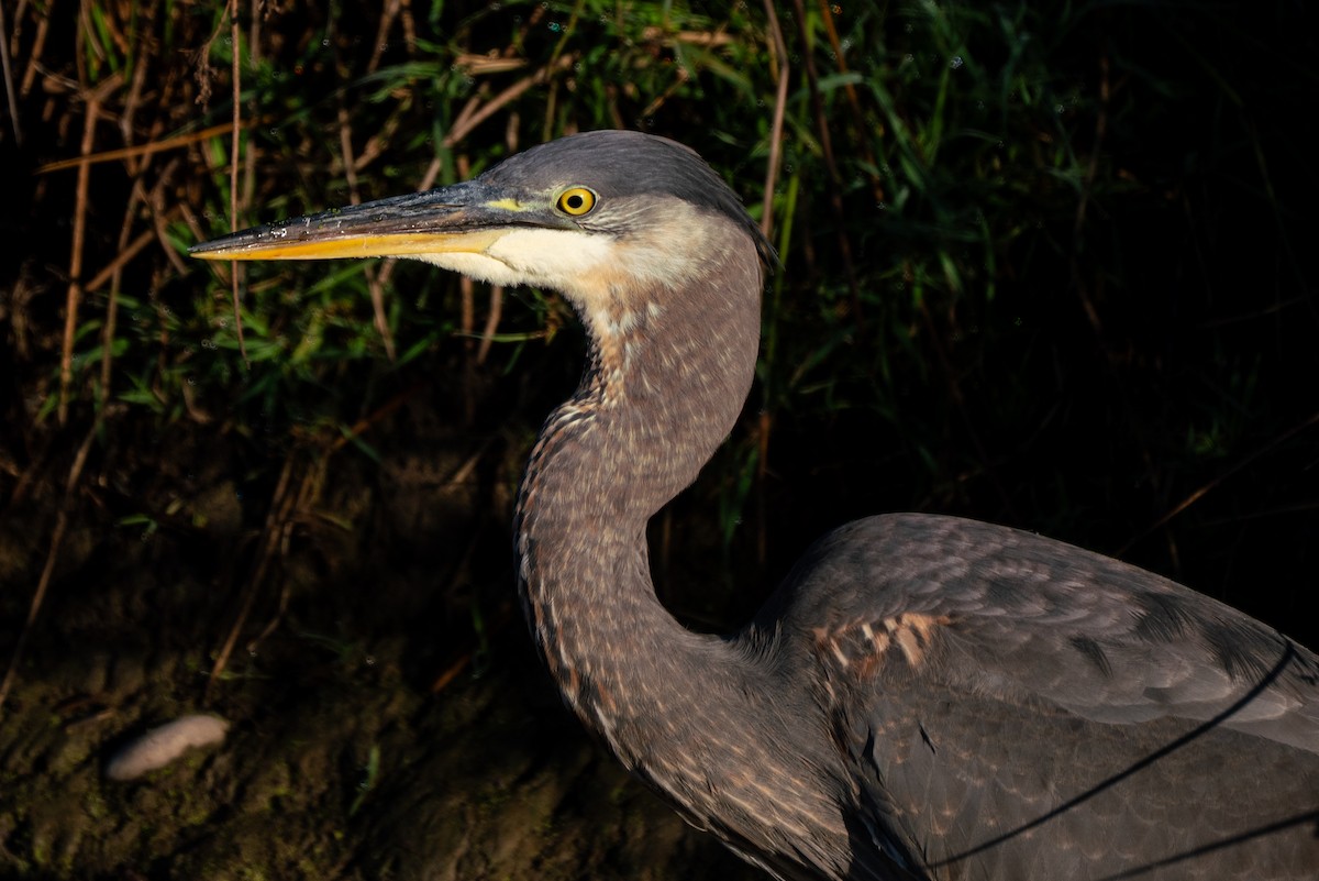 Great Blue Heron - ML643014874
