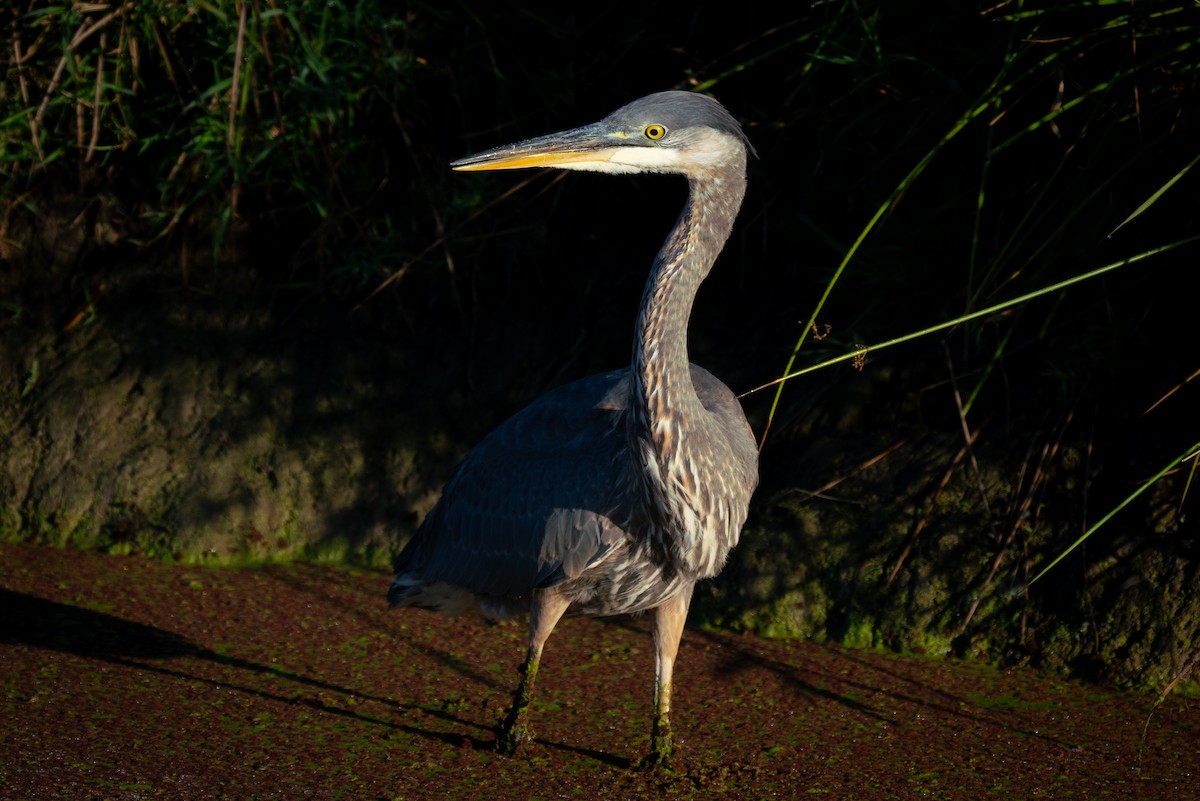 Great Blue Heron - ML643014875