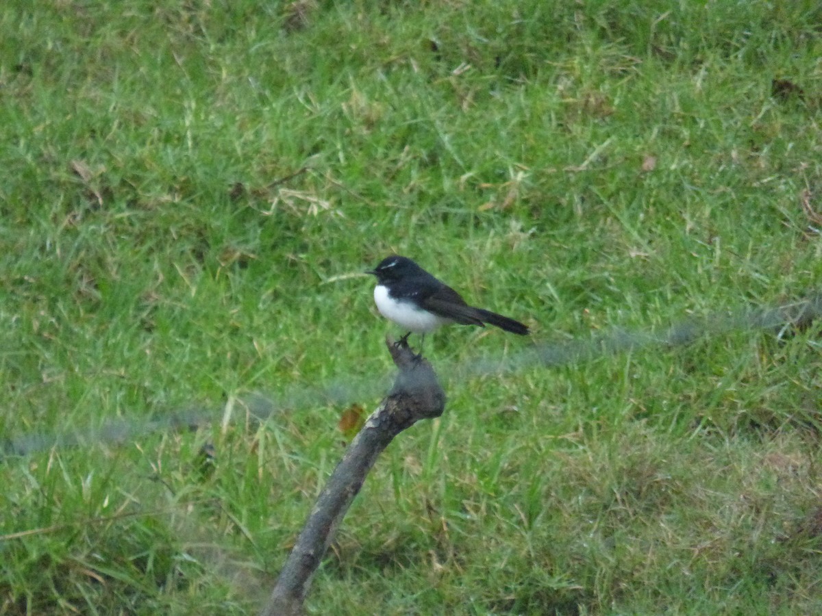 Willie-wagtail - ML643014876