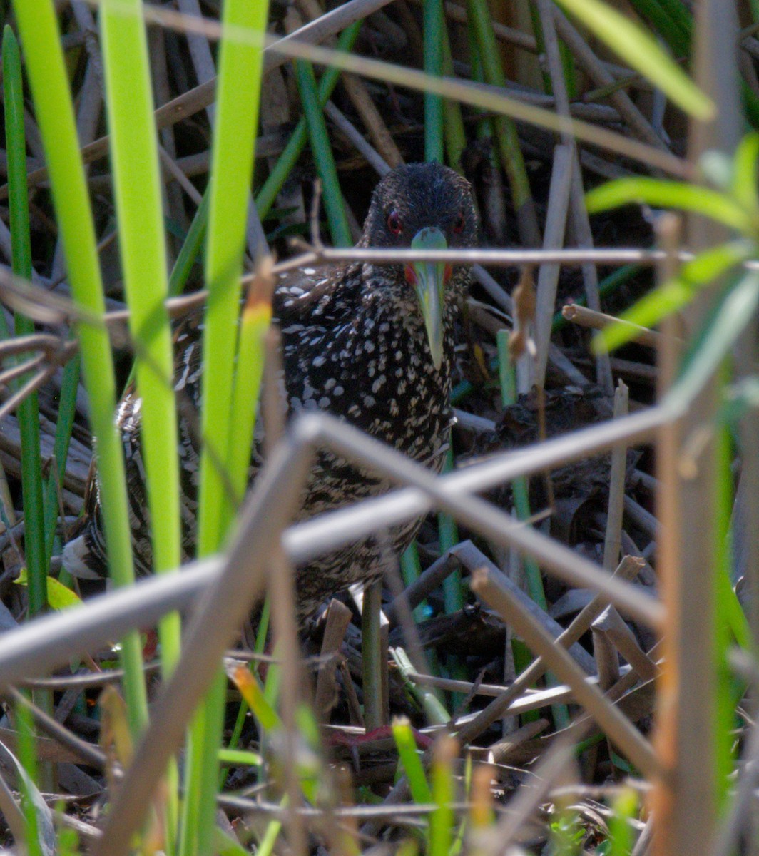 Spotted Rail - ML643014890