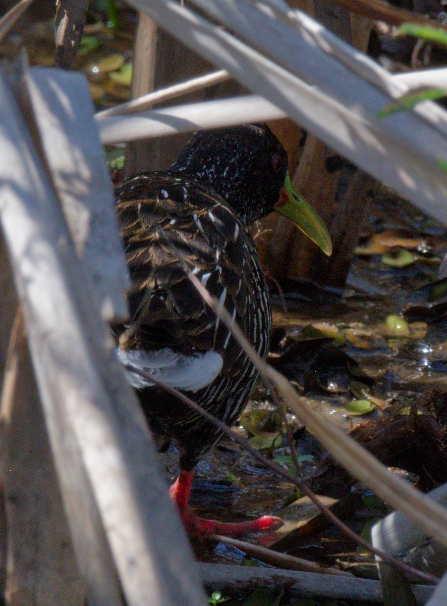 Spotted Rail - ML643014891