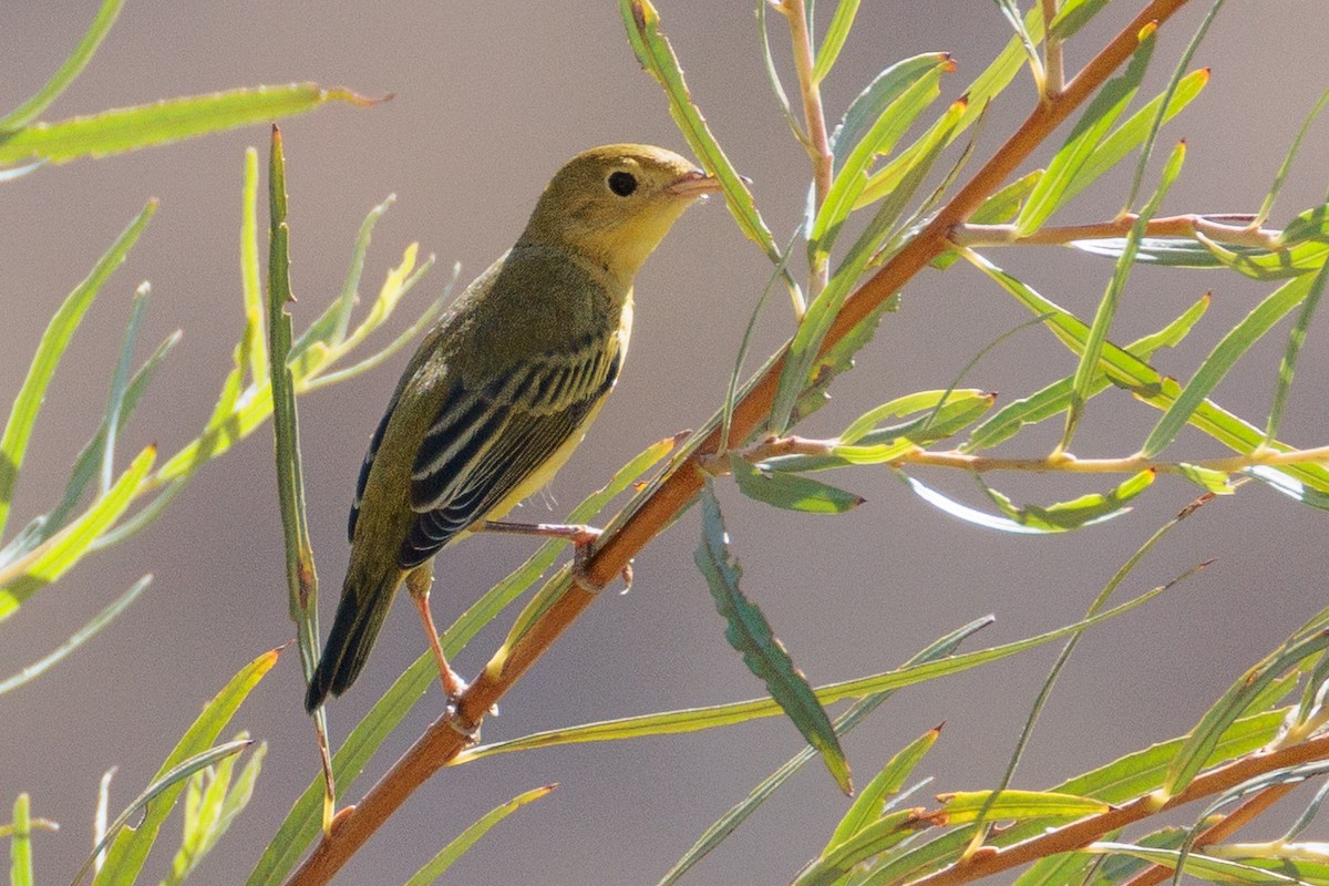 Northern Yellow Warbler - ML643014894