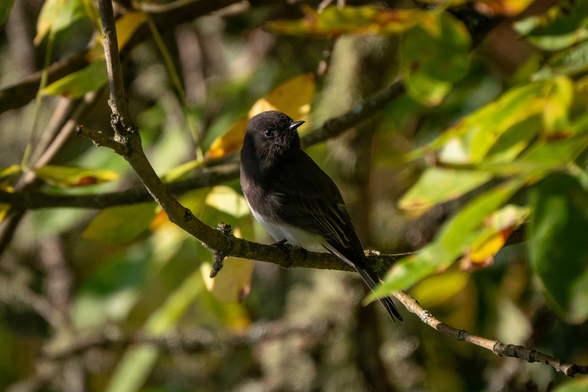 Black Phoebe - ML643014895
