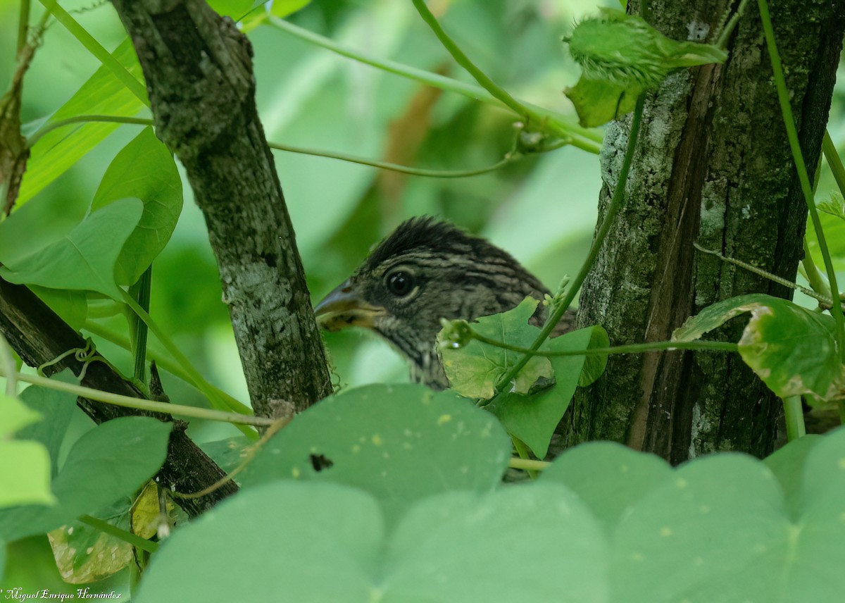 Rusty Sparrow - ML643014896