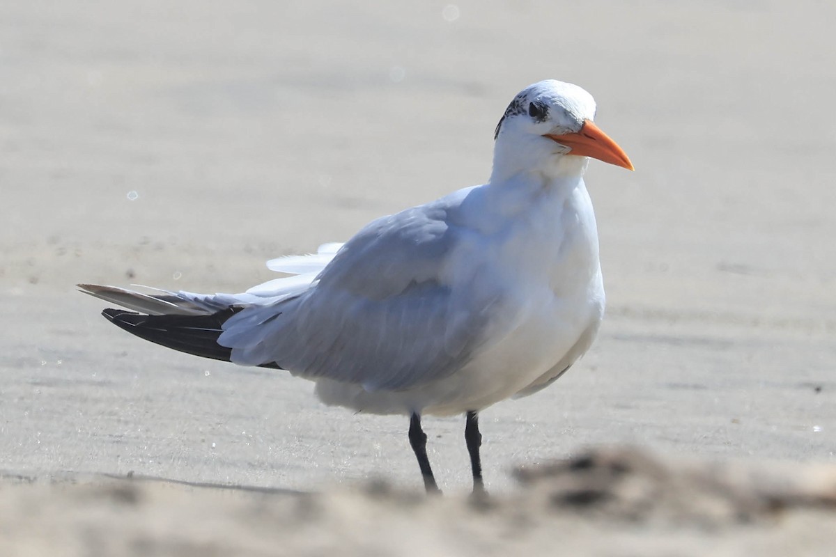 Royal Tern - ML643014897