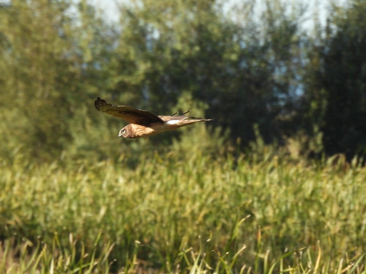 Northern Harrier - ML643014902