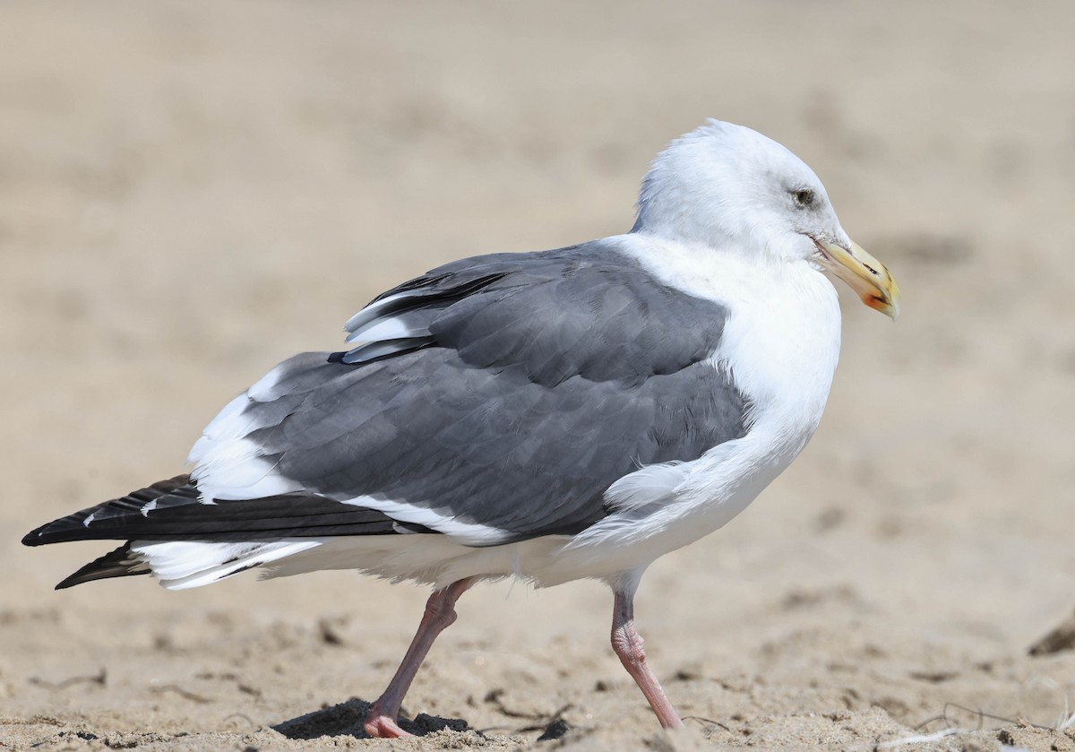 Western Gull - ML643014903