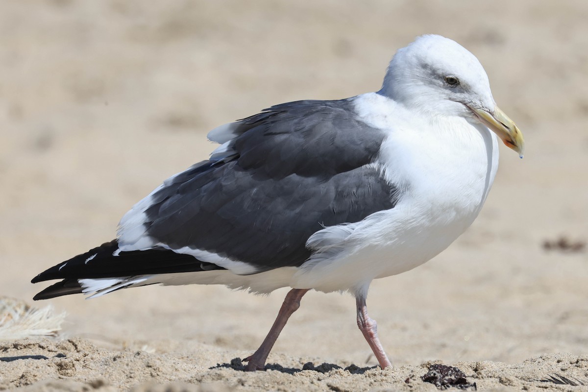 Western Gull - ML643014904