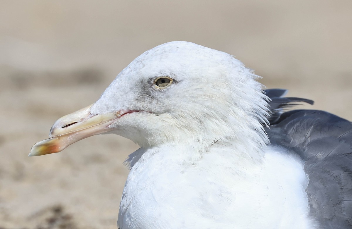 Western Gull - ML643014906
