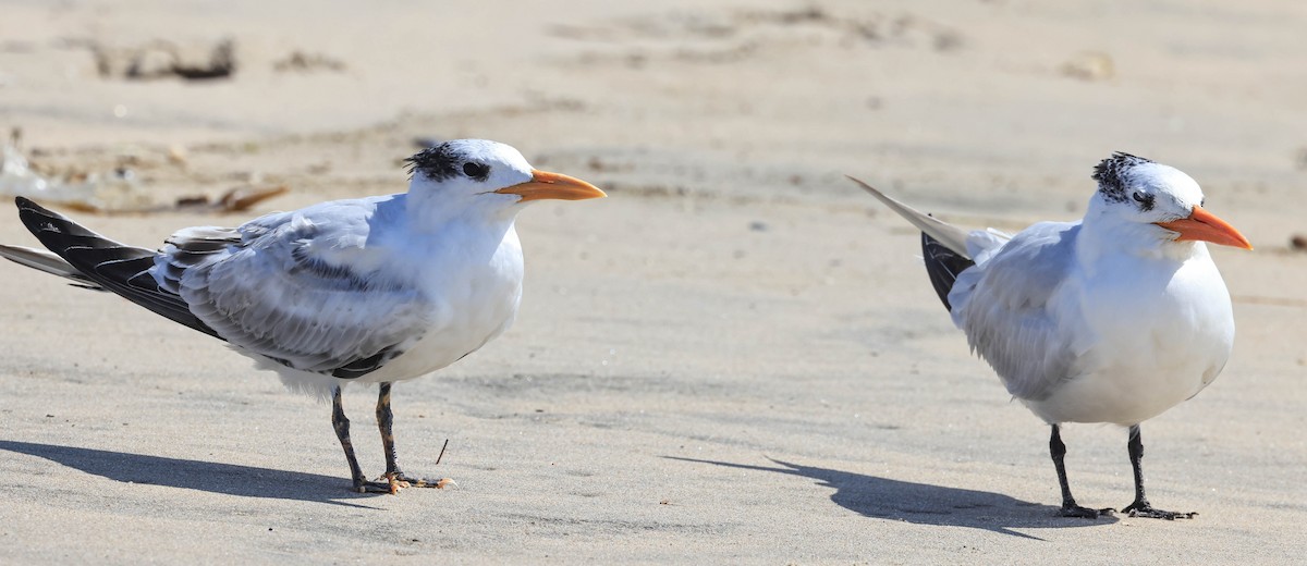 Royal Tern - ML643014908