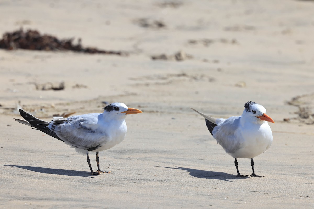 Royal Tern - ML643014909