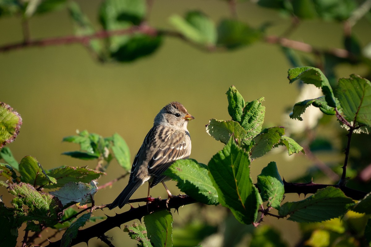 White-crowned Sparrow - ML643014910