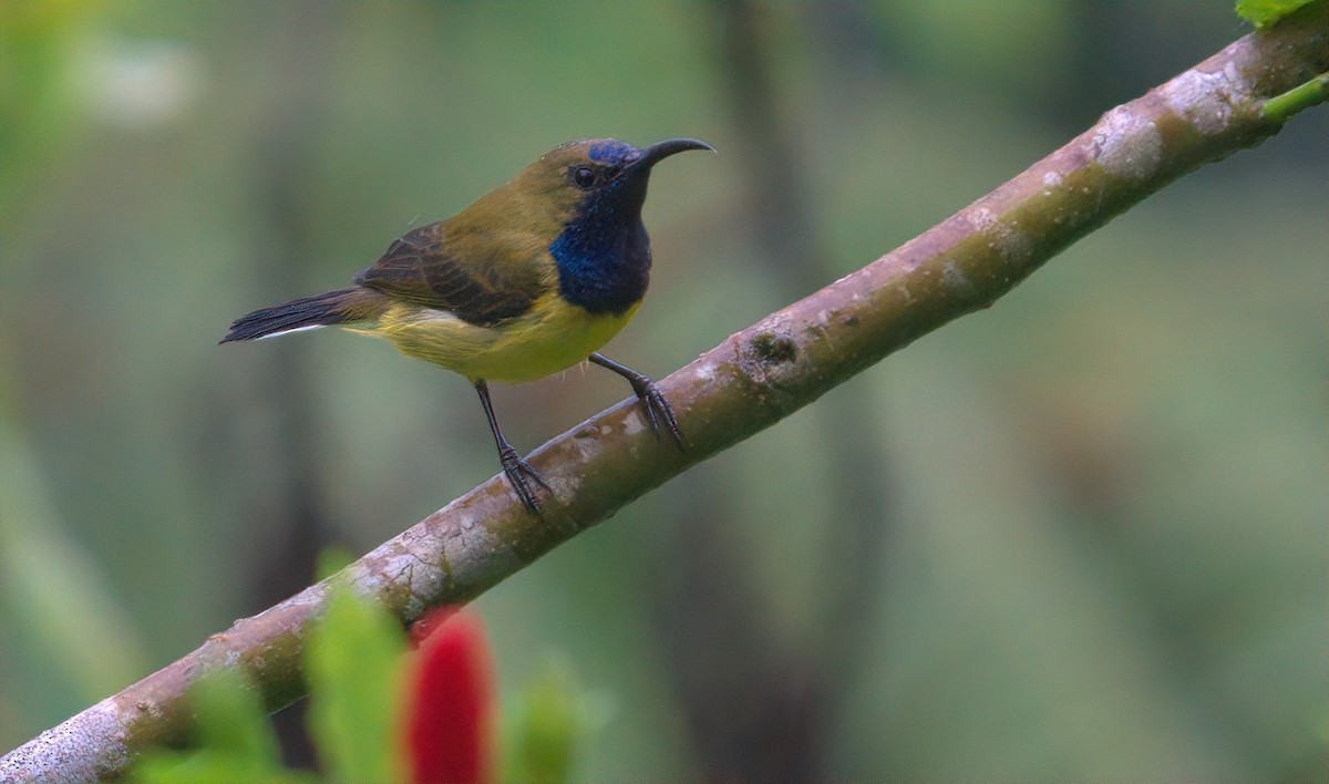 Ornate Sunbird - ML643014915