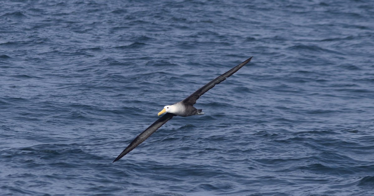 Waved Albatross - ML643014916