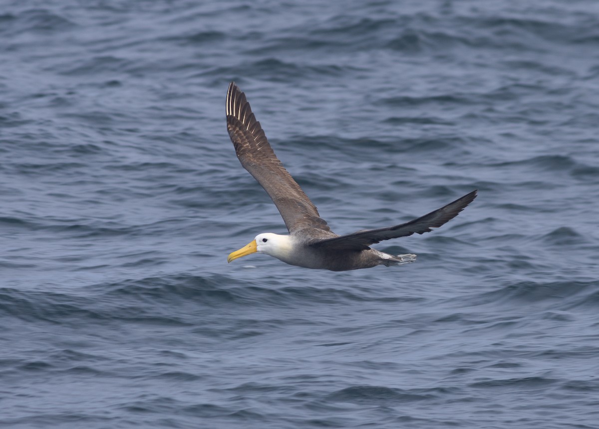 Waved Albatross - ML643014917