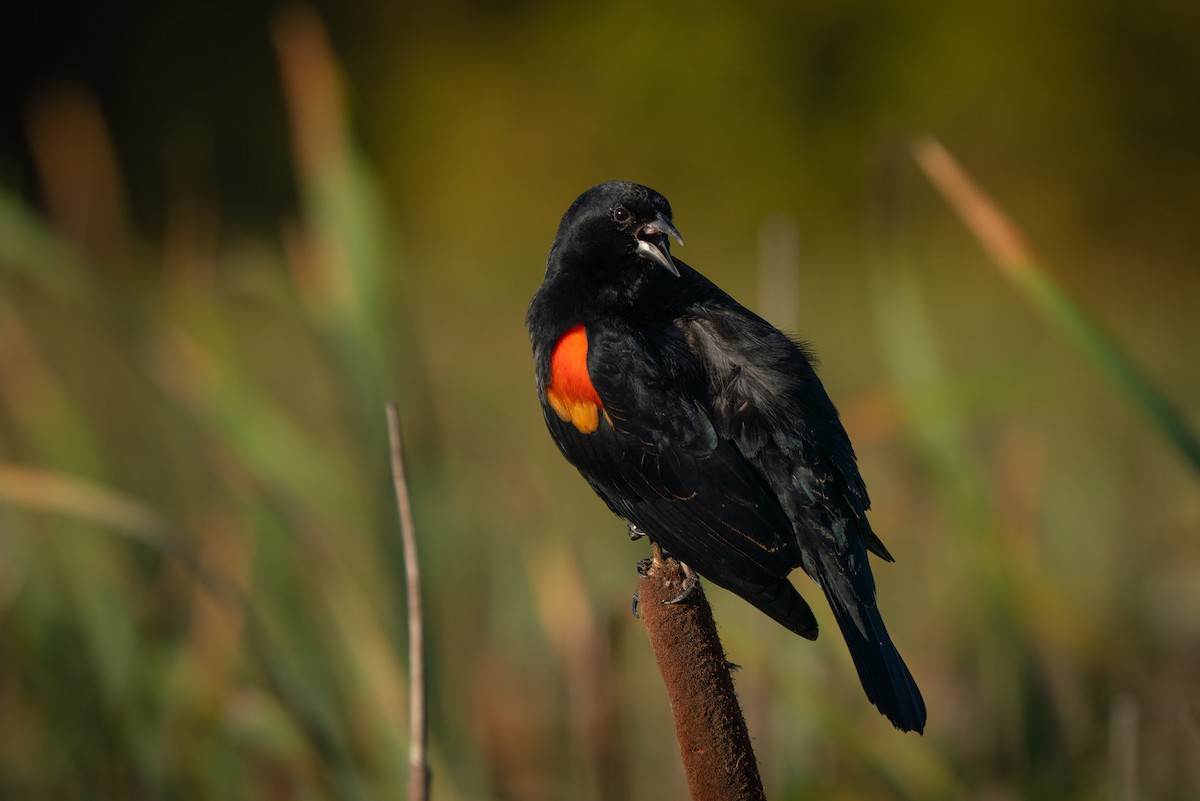 Red-winged Blackbird - ML643014919