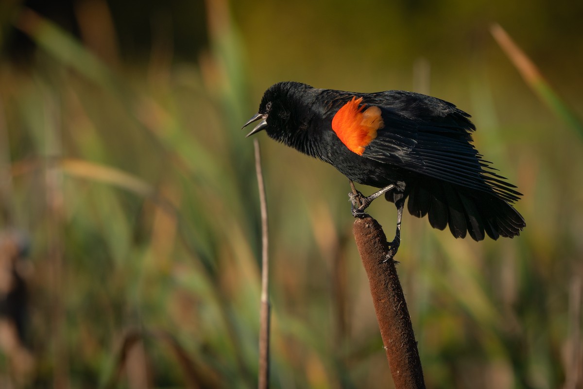 Red-winged Blackbird - ML643014920