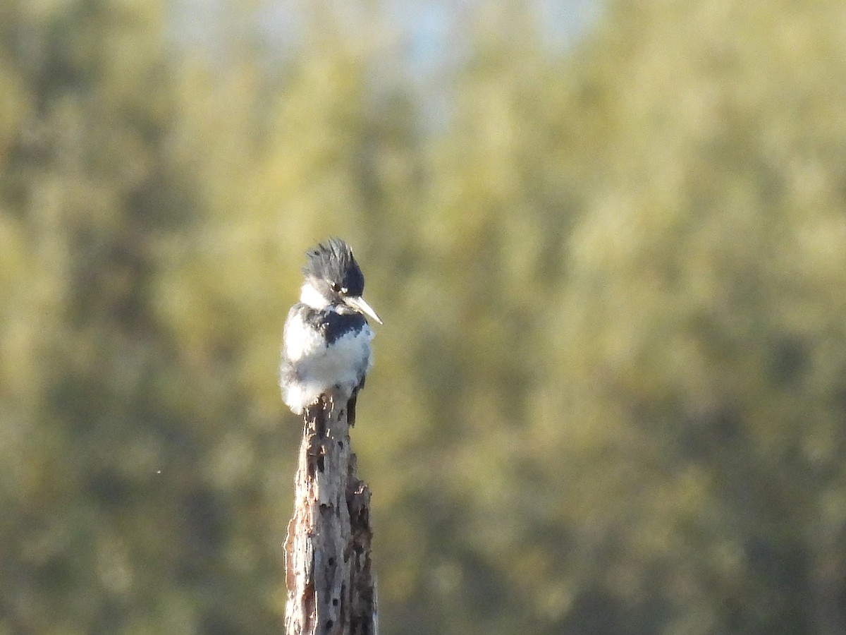 Belted Kingfisher - ML643014922