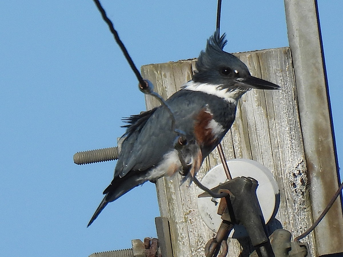 Belted Kingfisher - ML643014923