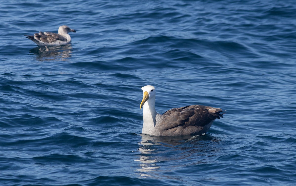 Waved Albatross - ML643014924