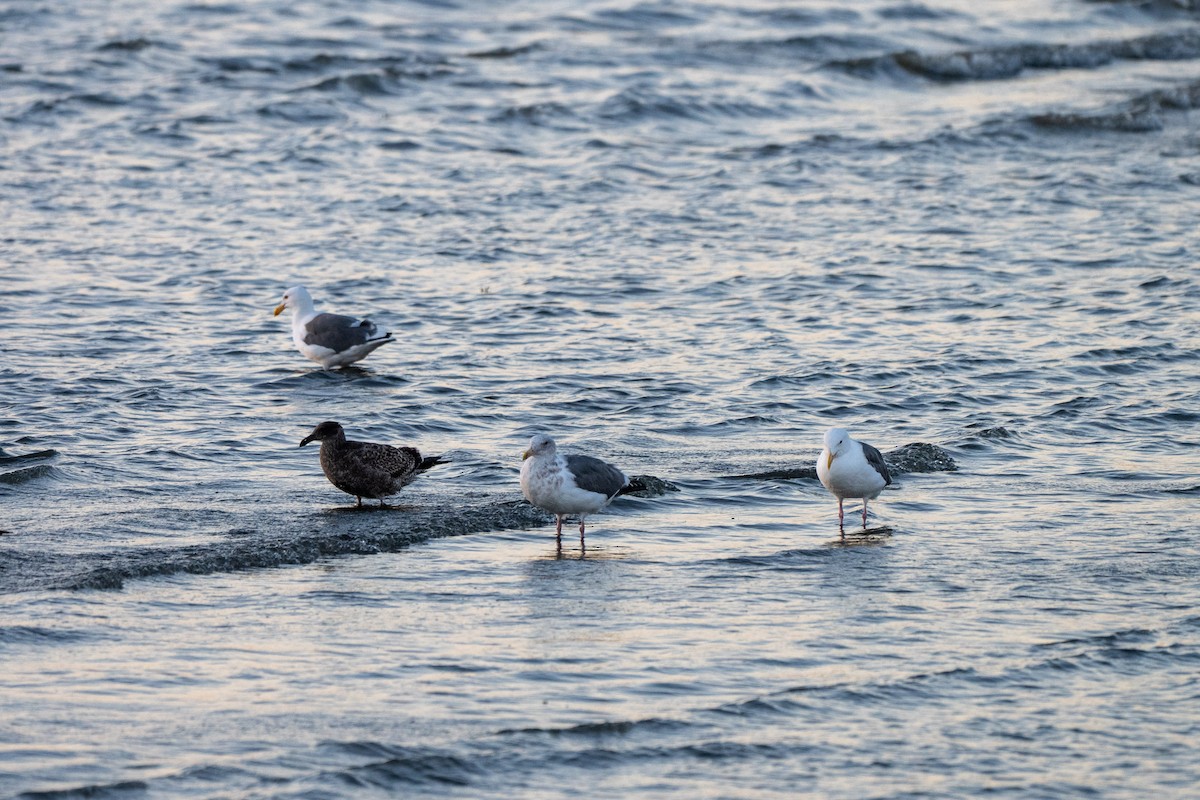 Western Gull - ML643014925