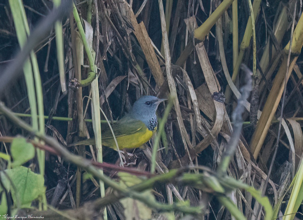 Mourning Warbler - ML643014927