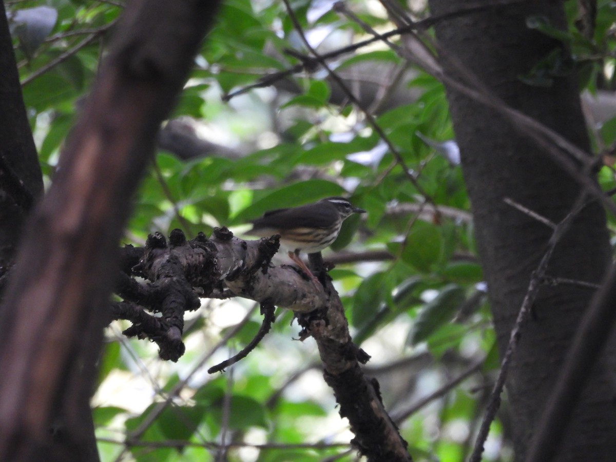 Louisiana Waterthrush - ML643014930