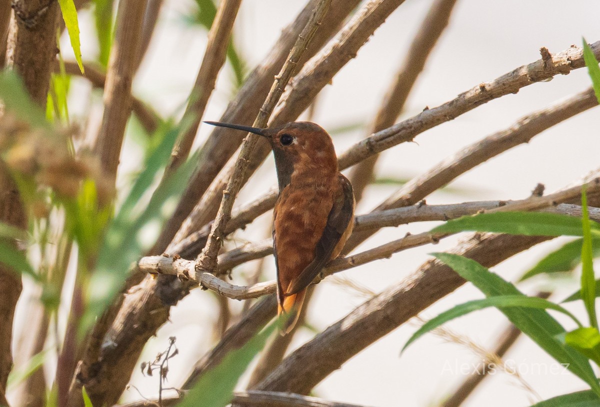 アカフトオハチドリ - ML643014931