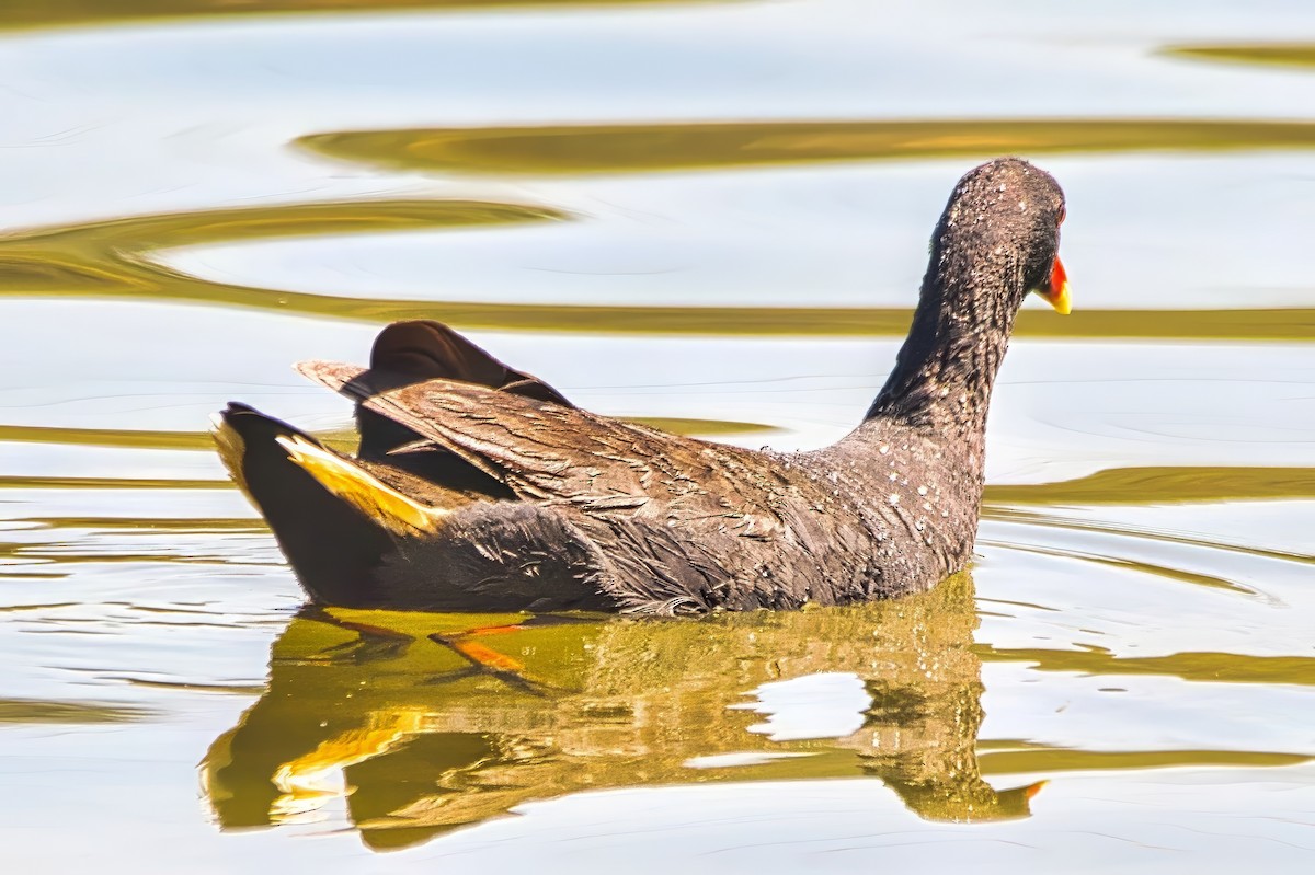 Gallinule sombre - ML643014957