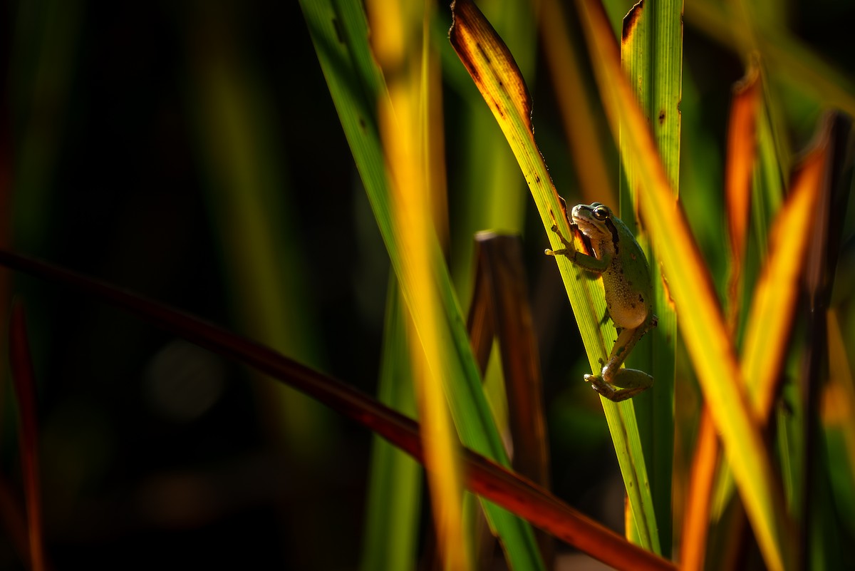 Animals - ML643014960