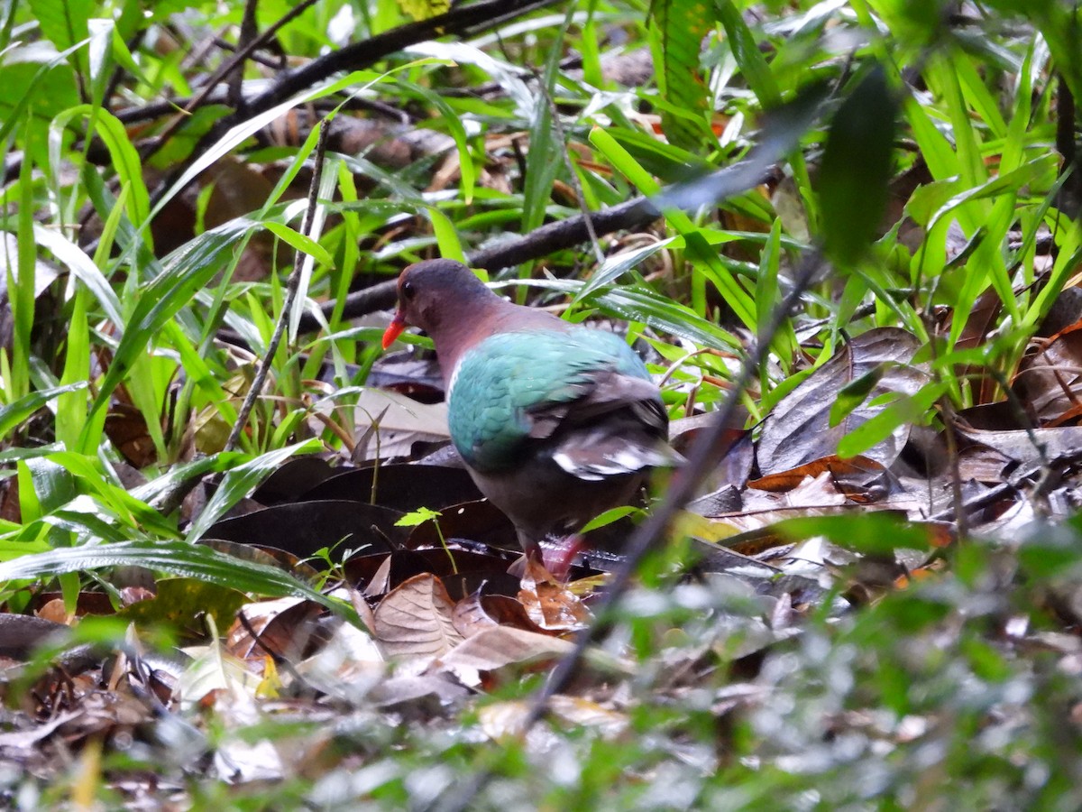 Pacific Emerald Dove - ML643014962