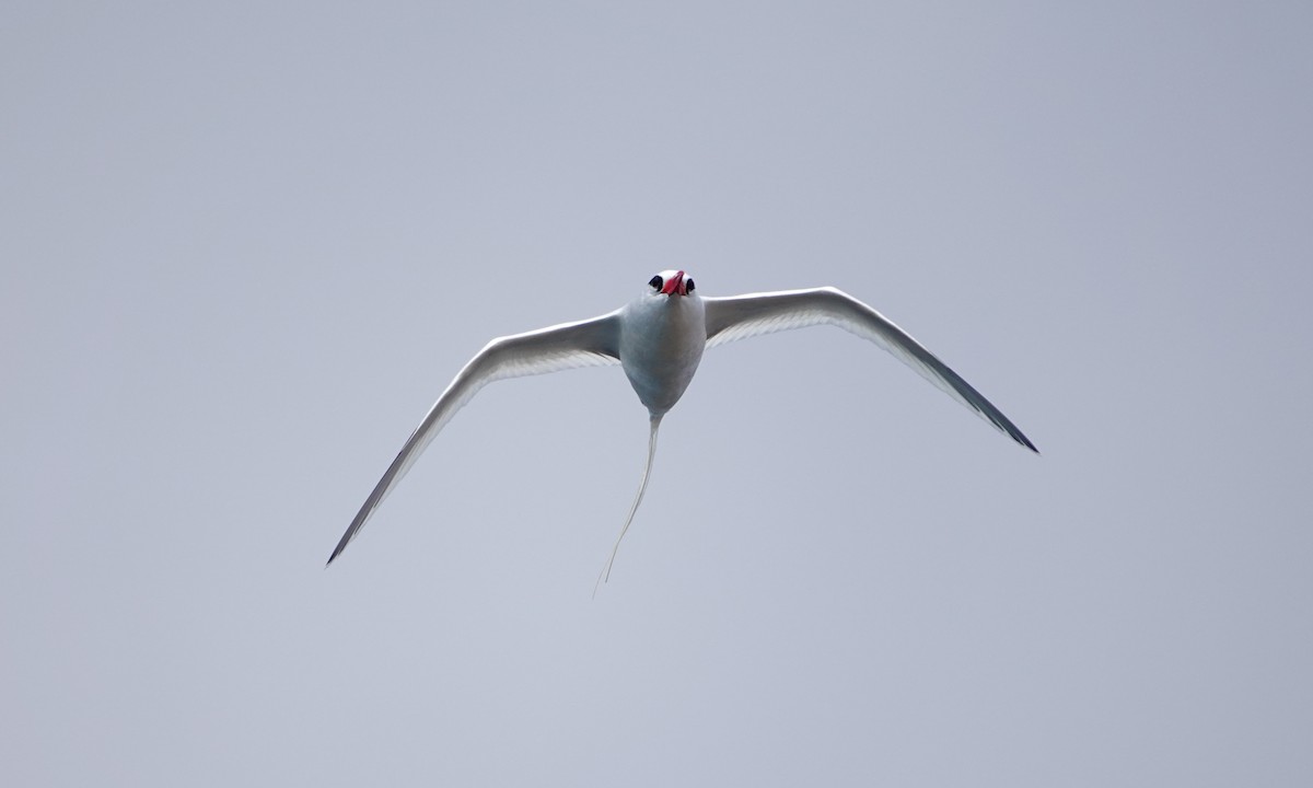 Red-billed Tropicbird - ML643014964