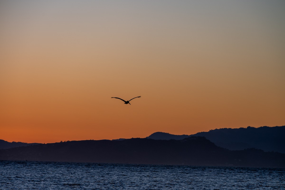 Brown Pelican - ML643014968