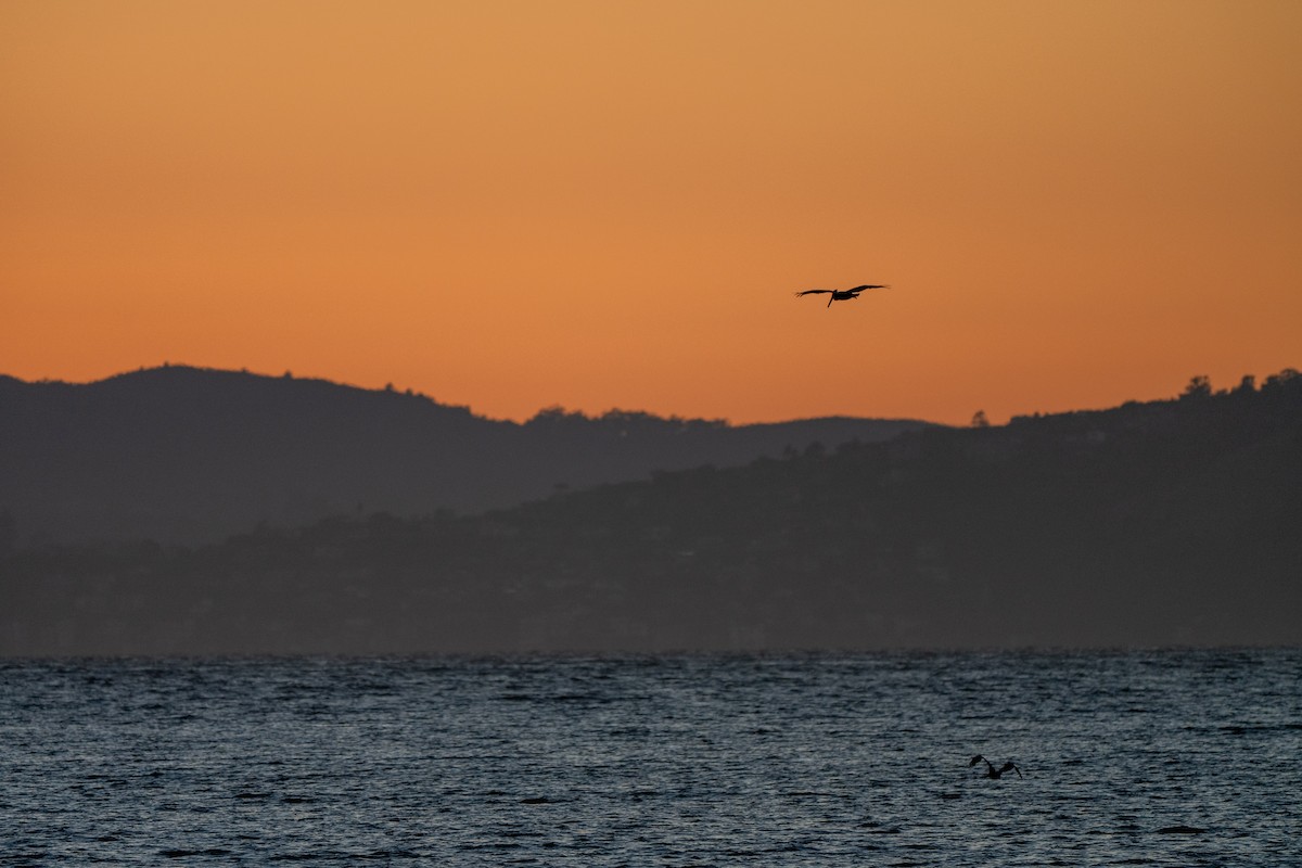Brown Pelican - ML643014969