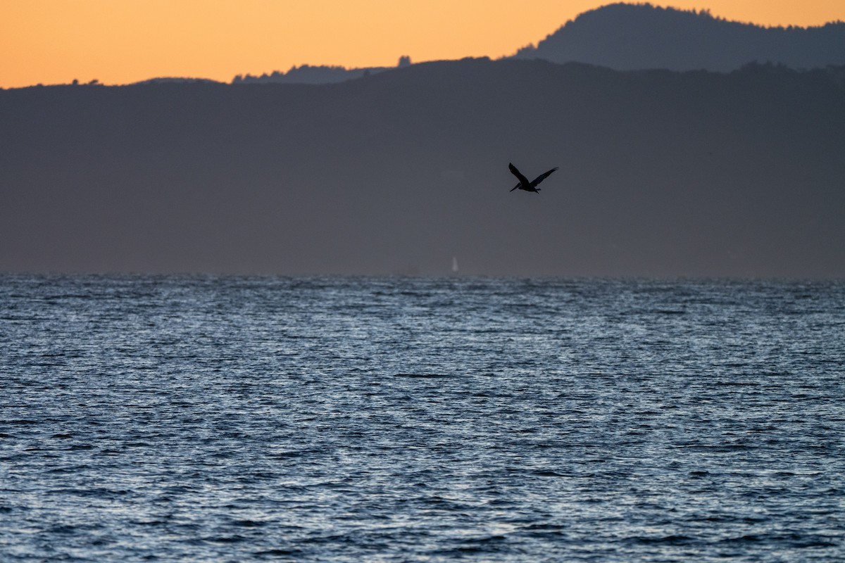 Brown Pelican - ML643014970
